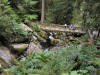 Bridge on the Trail